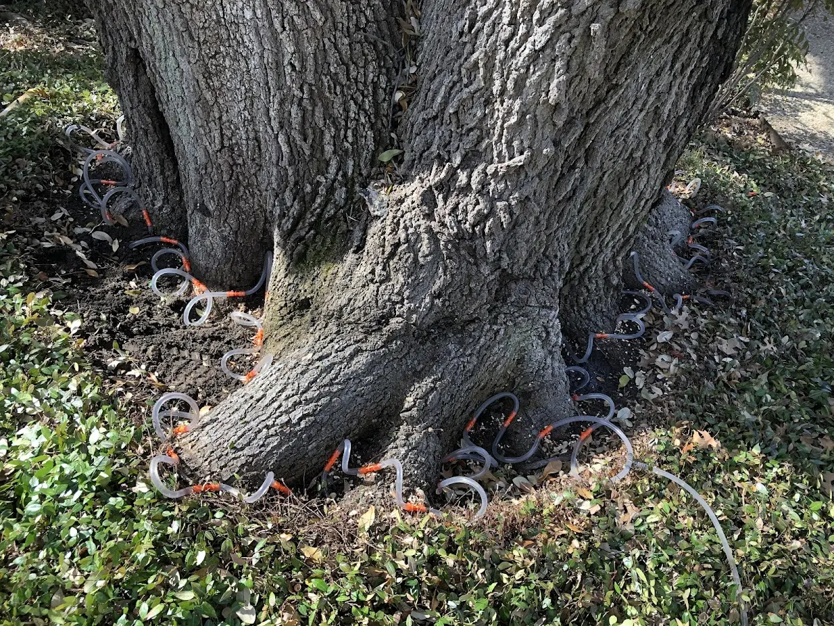 Detailed Tree Cabling and Bracing job site in Casselton