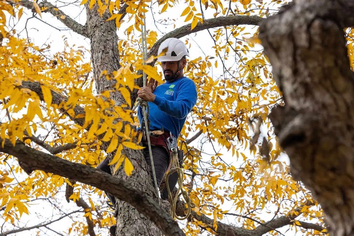 Skilled Tree Trimming crew working in Casselton